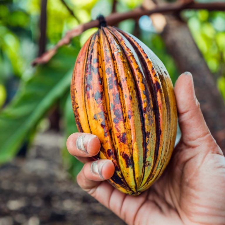 Exploring the Edibility of Cacao Shells Dmcoffee.blog