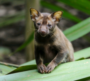 civets in indonesia