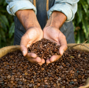 Farmer with coffee beans