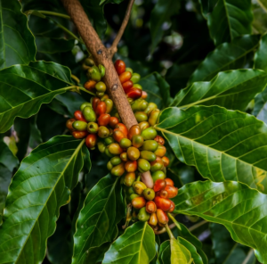 Coffee beans